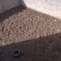 بار وکود گاوی