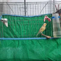 قناری ماده|پرنده|رشت, کوی طالقانی|دیوار