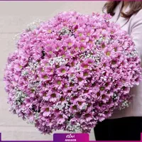 دسته گل داودی اقتصادی وارزان