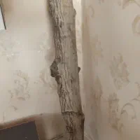 تنه گردو|کلکسیون و سرگرمی|رفسنجان, |دیوار