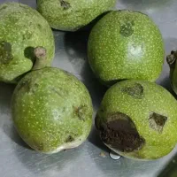 گردو تازه