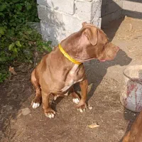 واگذاری پیتبول بولی ۲ساله ماده توله دهی خوبی داره|سگ|املش, |دیوار