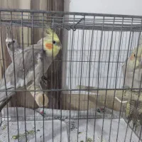 عروس هلندی