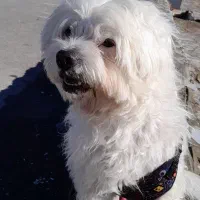 گمشده|حیوانات|اصفهان, بهارستان|دیوار