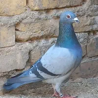 کبوتر پلاکی خوب