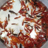 ماهی قرمز|ماهی|اردبیل, |دیوار