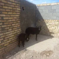 میش افشاری بره‌دار