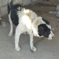 سگ قدرجونی|سگ|خانمیرزا, |دیوار