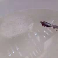 ماهی زینتی با قیمت باور نکردنی|ماهی|لردگان, |دیوار