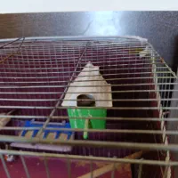 1 جفت فنج به فروش میرسد|پرنده|اقبالیه, |دیوار