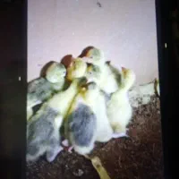 خریدار جوجه غاز ۳۰۰