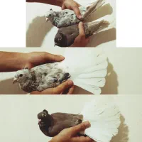 کبوتر طوقی. دمسفید|پرنده|رامهرمز, |دیوار