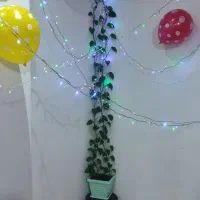 گل پتوس طبیعی|گل و گیاه طبیعی|صباشهر, |دیوار