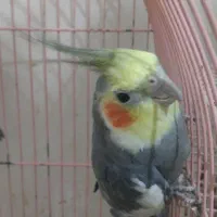 جفت عروس هلندی|پرنده|لوندویل, |دیوار