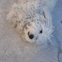 سگ اپارتمانی قیمت ۵ملیون تخفیف کوچیکی  میدم|سگ|مسجد سلیمان, |دیوار