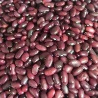 فروش لوبیا قرمز درجه یک