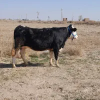 تلیسه|حیوانات مزرعه|اسفرورین, |دیوار