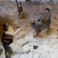 گربه|گربه|قم, دروازه ری|دیوار