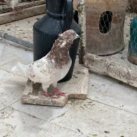 کفتر
