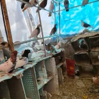 کبوتر.کفتر.پرشی رنگی|پرنده|مشکین‌دشت, |دیوار