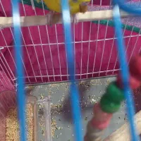 مرغ عشق|پرنده|اهواز, کوروش|دیوار