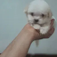 واگذاری توله های آپارتمانی با کیفیت وسالم|سگ|وحیدیه, |دیوار