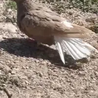 چنتدتاکفتر آس ومرتب