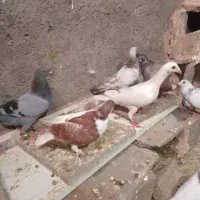 20عدد زد خوردی همه واسه یک بم|پرنده|میان جلگه, |دیوار