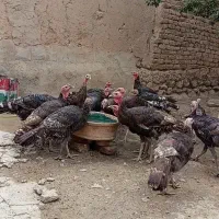 بوقلمون
