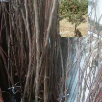 نهال دوساله|خدمات باغبانی و درختکاری|مراغه, |دیوار