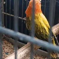 طوطی برزیلی به شرط مولد|پرنده|اهواز, نادری|دیوار