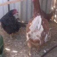 مرغ تخم گذار محلی