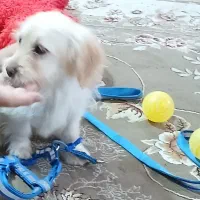 سگ پا کوتاه