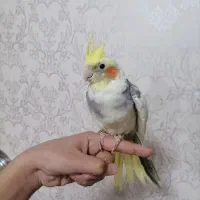 عروس هلندی سه ماهه دونخور دستی