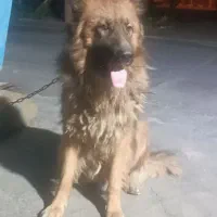 سگ ژرمن کینگ