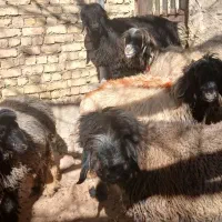 فروشی|حیوانات مزرعه|بابا حیدر, |دیوار