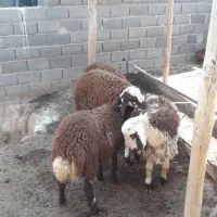 نر بره