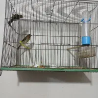 پرنده|پرنده|اسدآباد, |دیوار