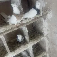 کفتر|پرنده|بروجرد, |دیوار