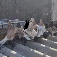 کفتر  ۷تا سورو  و زردی  پرشی