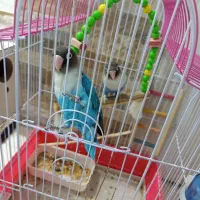 یک جفت طوطی کوتوله برزیلی|پرنده|رفسنجان, |دیوار