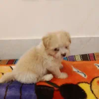 سگ دوماهه اصیل|سگ|مشهد, فتح المبین|دیوار