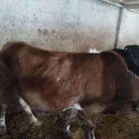 فروش گاو گوشتی