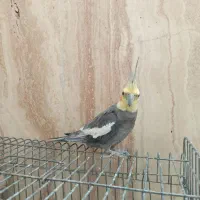 نر و ماده و جفت مولد صد درصد سالم و باکیفیت|پرنده|قم, سالاریه|دیوار