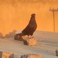 کفتر رنگی|پرنده|تهران, مسعودیه|دیوار