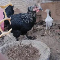 مرغ و خروس و مرغ کرچ آماده جوجه کشی|حیوانات مزرعه|یزد, |دیوار