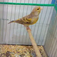 قناری|پرنده|کرمان, |دیوار