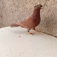 سرخ کرمانی کاکل|پرنده|تربتحیدریه, بی بی حسنیه|دیوار