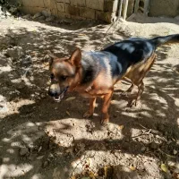 فروش سگ ژرمن|سگ|نوبران, |دیوار