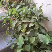 گل و گیاه|گل و گیاه طبیعی|شهر ری, شهرری|دیوار